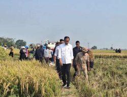 Ketahanan Pangan Indonesia: Tantangan dan Peluang dalam Menangani Ketergantungan pada Impor Pangan dan Meningkatkan Produksi Pangan Lokal