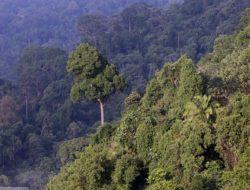 Ihwal Perhutanan Sosial, APPSI Berkomitmen Mendukung Keberlanjutan Program yang Sudah Dicanangkan Presiden Jokowi