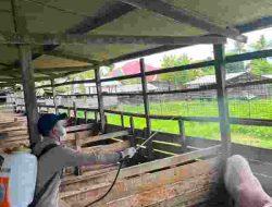 Karantina Papua Selatan dan Dinas P2KP Provinsi Papua Selatan Lakukan Penyemprotan Kandang Babi