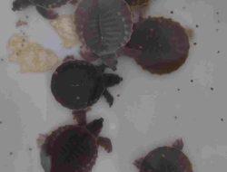 Karantina Papua Selatan Gagalkan Penyelundupan 15 Ekor Anakan Kura-Kura Moncong Babi