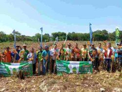 267 Hektare Panen Raya Jagung, Pupuk Formula Plus Ampuh Dongkrak Hasil Tani