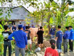 Lagi, DPP GMPRI GELAR PEMOTONGAN SAPI KURBAN DAN BAKTI SOSIAL