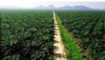 Dugaan Kesalahan Eksekusi Kebun Sawit oleh Satgas PKH dan Kejagung