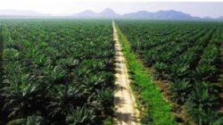Dugaan Kesalahan Eksekusi Kebun Sawit oleh Satgas PKH dan Kejagung