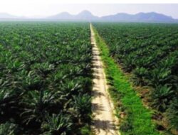 Dugaan Kesalahan Eksekusi Kebun Sawit oleh Satgas PKH dan Kejagung