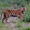Mengenal Kearifan Lokal tentang Harimau Sumatra dalam Peringatan Global Tiger Day 2025