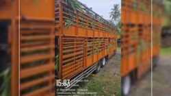 Geger Truk Sapi Diduga Nekat Keluar Bali di Tengah Lockdown LSD Jembrana: Negara Seolah Kalah, Aturan Dipermainkan, Wabah Dipertaruhkan